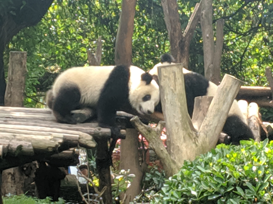 Chengdu Panda Base